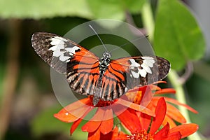 Maderia Butterfly