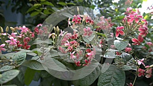 Madhabilata flower, Hiptage benghalensis, often called hiptage is growing in home garden