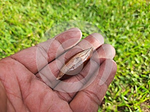 Madhuca Longifolia fruit seed.