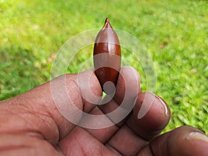 Madhuca Longifolia fruit seed.