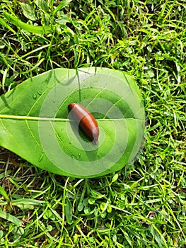 Madhuca Longifolia fruit seed.