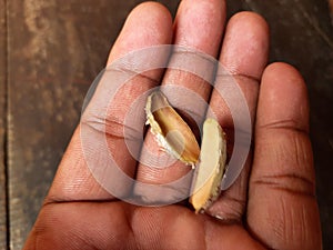 Madhuca Longifolia fruit seed.