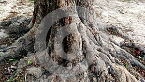Madhuca longifolia madhuka tree thick stem root