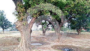 Madhuca longifolia mahua madkam tree