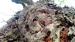 Madhuca longifolia mahua tree thick stem insects house