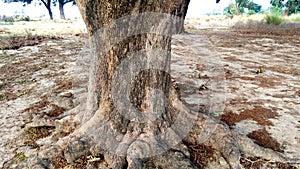 Madhuca longifolia mahua tree thick stem root