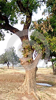 Madhuca longifolia mahuwa madkam tree