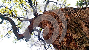 Madhuca longifolia mahuwa tree stem