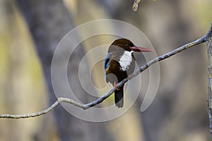 Satpura Forest, King fisher sitting high in a tree