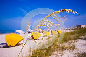 Madiera Beach and sea oats in Florida