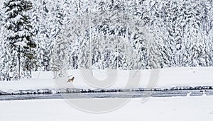 Madison River in Yellowstone during snowstorm with a hunting coyote