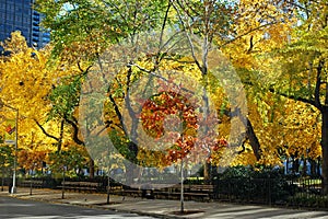 Madison Square Park During Fall Season