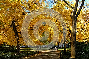 Madison Square Park During Fall Season photo