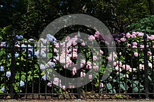 Madison Square Park Fence with Colorful Flowers during Summer along a Sidewalk in New York City