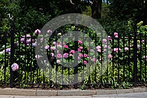 Madison Square Park Fence with Colorful Flowers during Summer along a Sidewalk in New York City