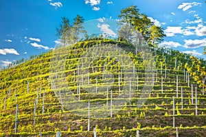 Madjerkin Breg in Medimurje vineyard view