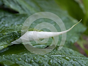 Madonna Lilly energies from green rain covered leaves.