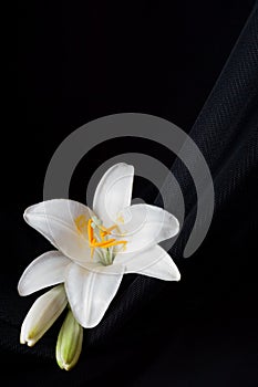 Madonna lily flower, Lilium candidum