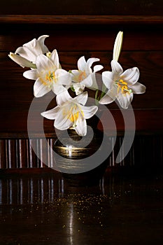 Madonna lily flower, Lilium candidum