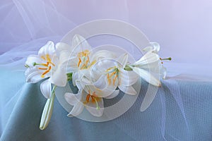 Madonna lily flower, Lilium candidum