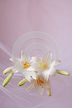 Madonna lily flowers, Lilium candidum