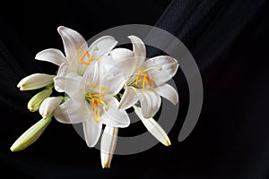 Madonna lily flowers, Lilium candidum