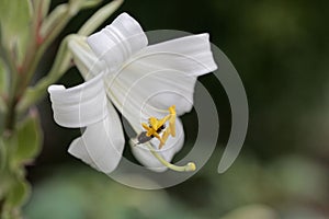 Madonna lily Lilium candidum