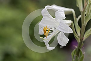 Madonna lily Lilium candidum