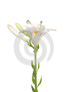 Madonna lily (Lilium candidum)