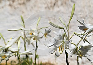 Madonna Lily Lilium candidum blooms in a garden