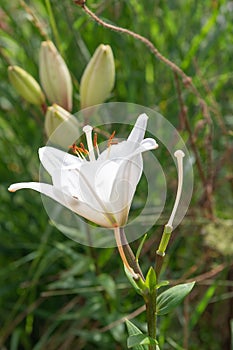 Madonna lily, Lilium candidum, fragrant white flowers