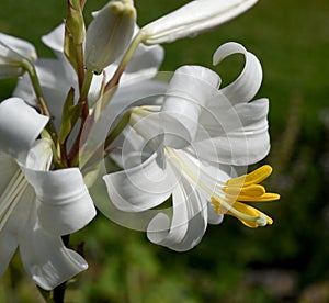 Madonnen-Lilie, Lilium, candidum