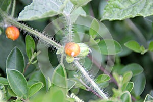 Madras Pea Pumpkin, Bristly bryony, Cucumis maderaspatanus
