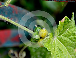 Madras Pea Pumpkin, Bristly bryony, Cucumis maderaspatanus