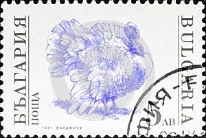Domestic turkey Meleagris gallopavo in stamp