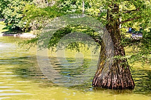 Bald cypress in Buen Retiro park