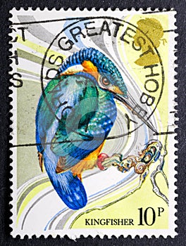 Kingfisher or Alcedinidae, brightly colored birds in the order Coraciiformes