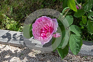 MADRID,SPAIN - May 12,2022:Comte de Chambord old fashioned shrub rose light magenta full-petalled open flat quartered flower in