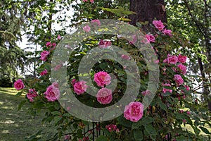 MADRID,SPAIN - May 12,2022:Zephirine drouhin old fashioned climbing rose with deep rose pink flowers in theRose Garden Ramon Ortiz