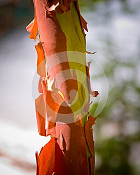 Madrona tree trunk