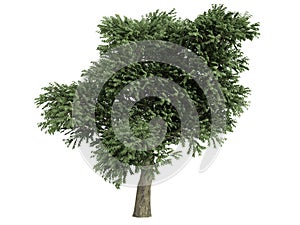 Madrone (Arbutus menziesii)