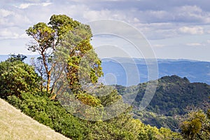 Madrone tree Arbutus menziesii on the hills of Sonoma County, Sugarloaf Ridge State Park, California