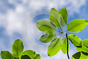 Madrone tree Arbutus menziesii leaves on a sky background, California