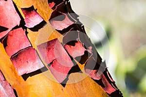 Madrone tree Arbutus menziesii peeling bark