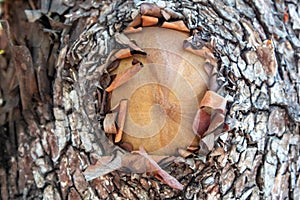 Madrone Tree with Peeling Red Bark