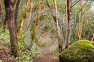 Madrone trees Arbutus menziesii forest on a rainy day, Castle Rock State Park, San Francisco bay area, California