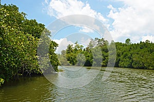 Madu river and tropical rain forest in river bank , Bentota , Sri Lanka.