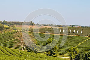 Mae Chan District,Chiang Rai,Northern Thailand on January 17,2020:Beautiful landscape of Choui Fong Tea Plantation