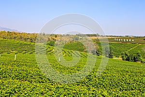 Mae Chan District,Chiang Rai,Northern Thailand on January 17,2020:Beautiful landscape of Choui Fong Tea Plantation