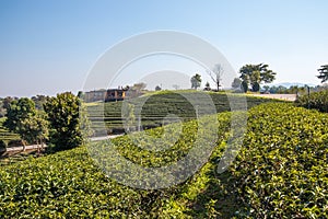 Mae Chan District,Chiang Rai,Northern Thailand on January 17,2020:Beautiful landscape of Choui Fong Tea Plantation